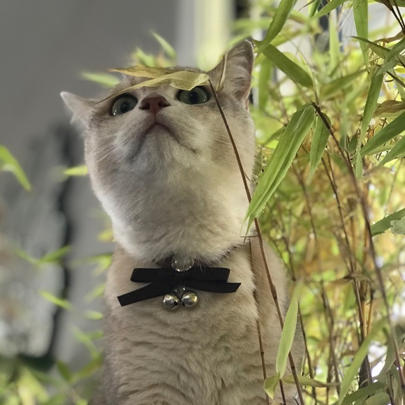 Meet your Posher, Sichen - Picture 1 of 1